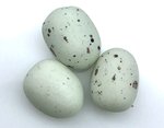 Seagull eggs - 6 egg tray